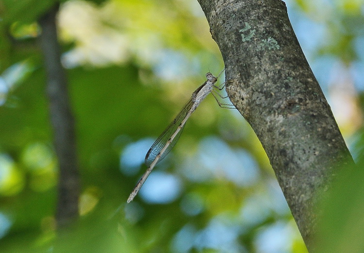 Odonata, ma quale?